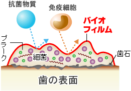 ビオフィルム