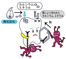 再石灰化と脱灰